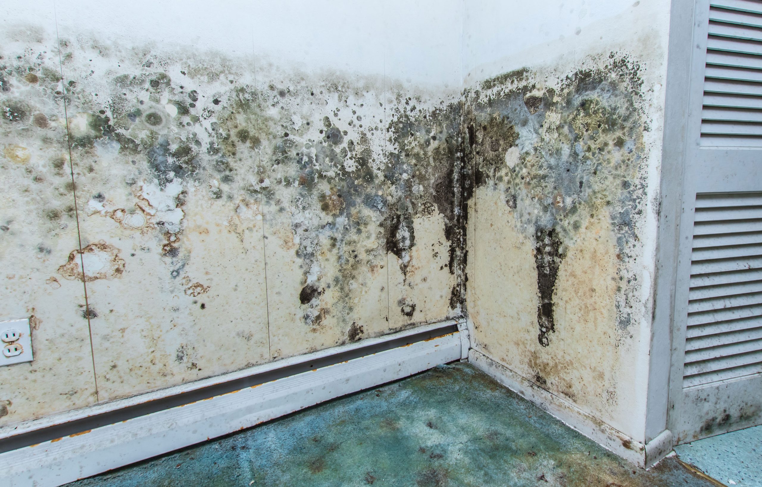 residential mold removal experts in Lee's Summit